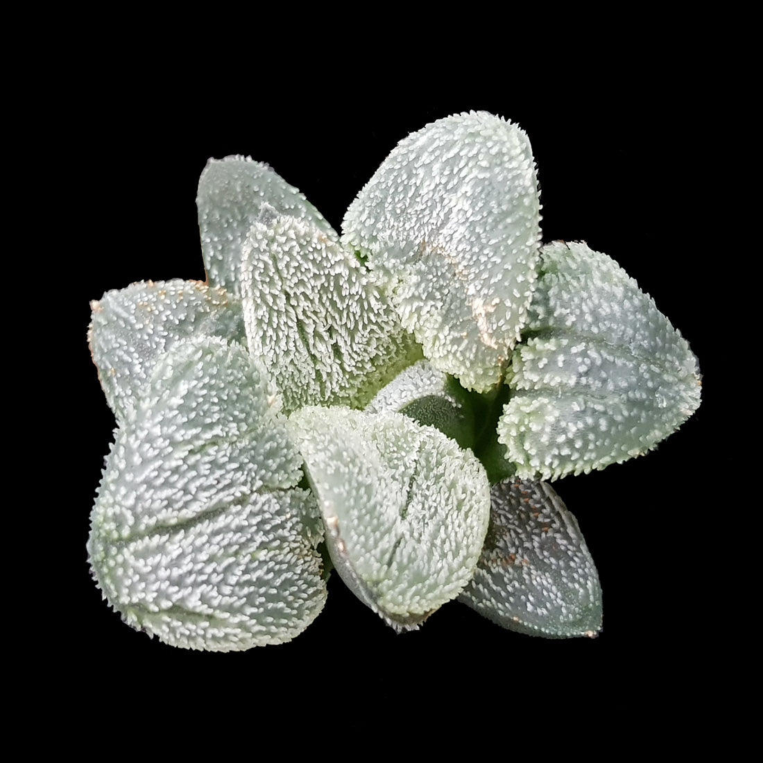 Haworthia pygmaea f. crystallina