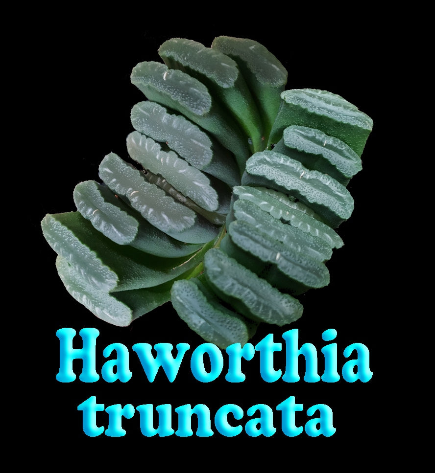 Haworthia truncata
