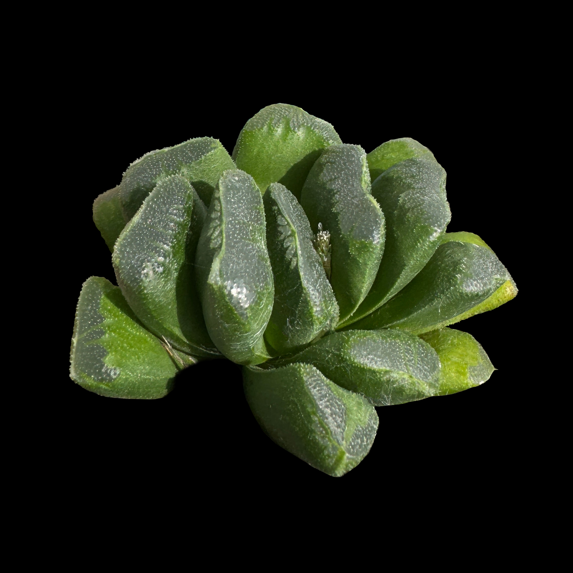 Haworthia truncata 'Seiko'