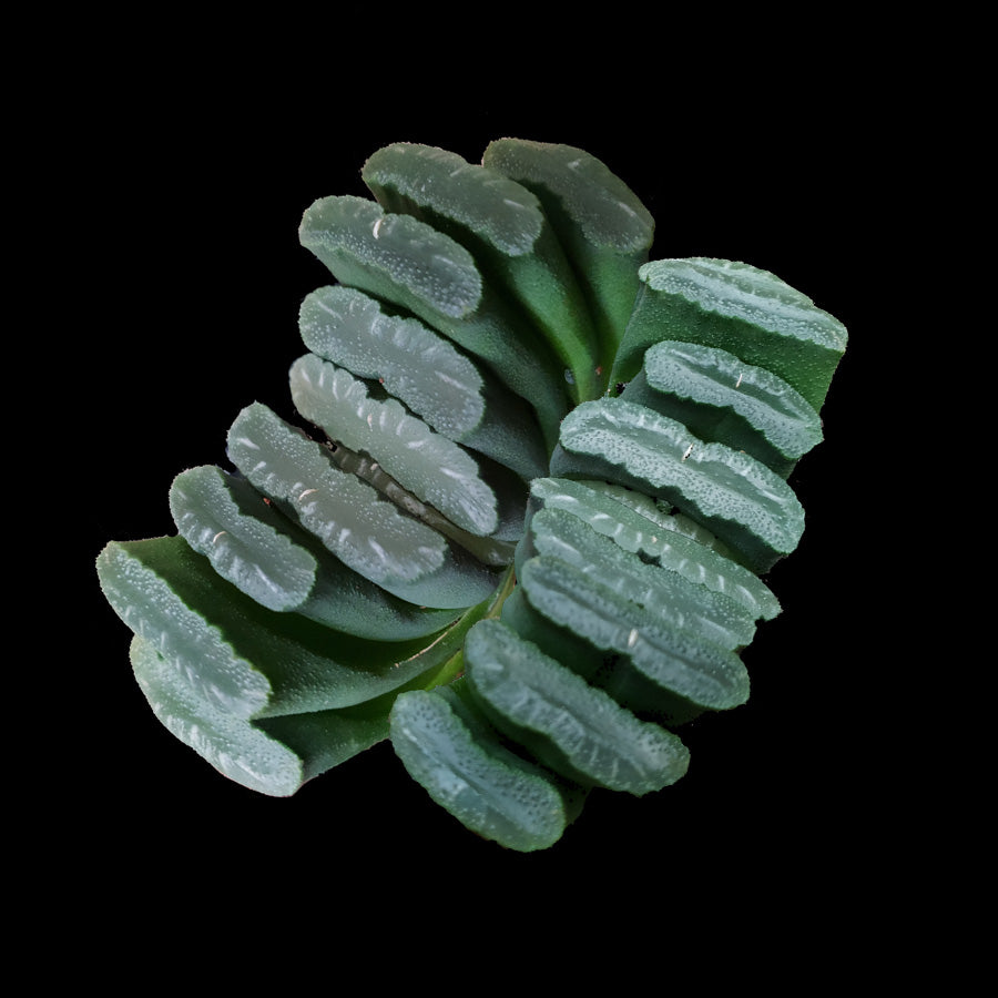Haworthia truncata