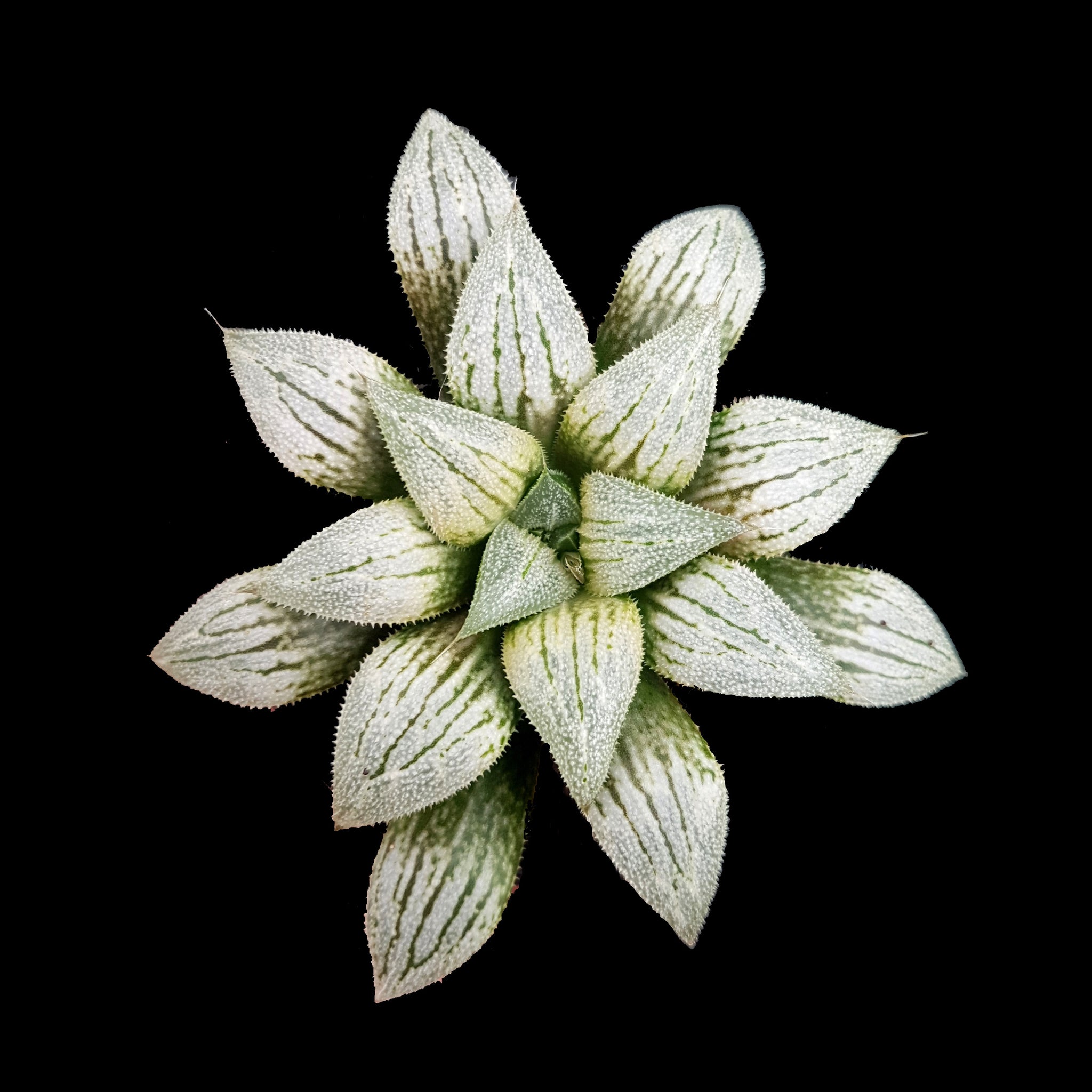 Haworthia  'Silver Kiwi'