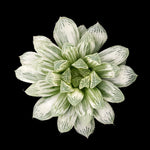 Haworthia cooperi 'Silver Swirls'