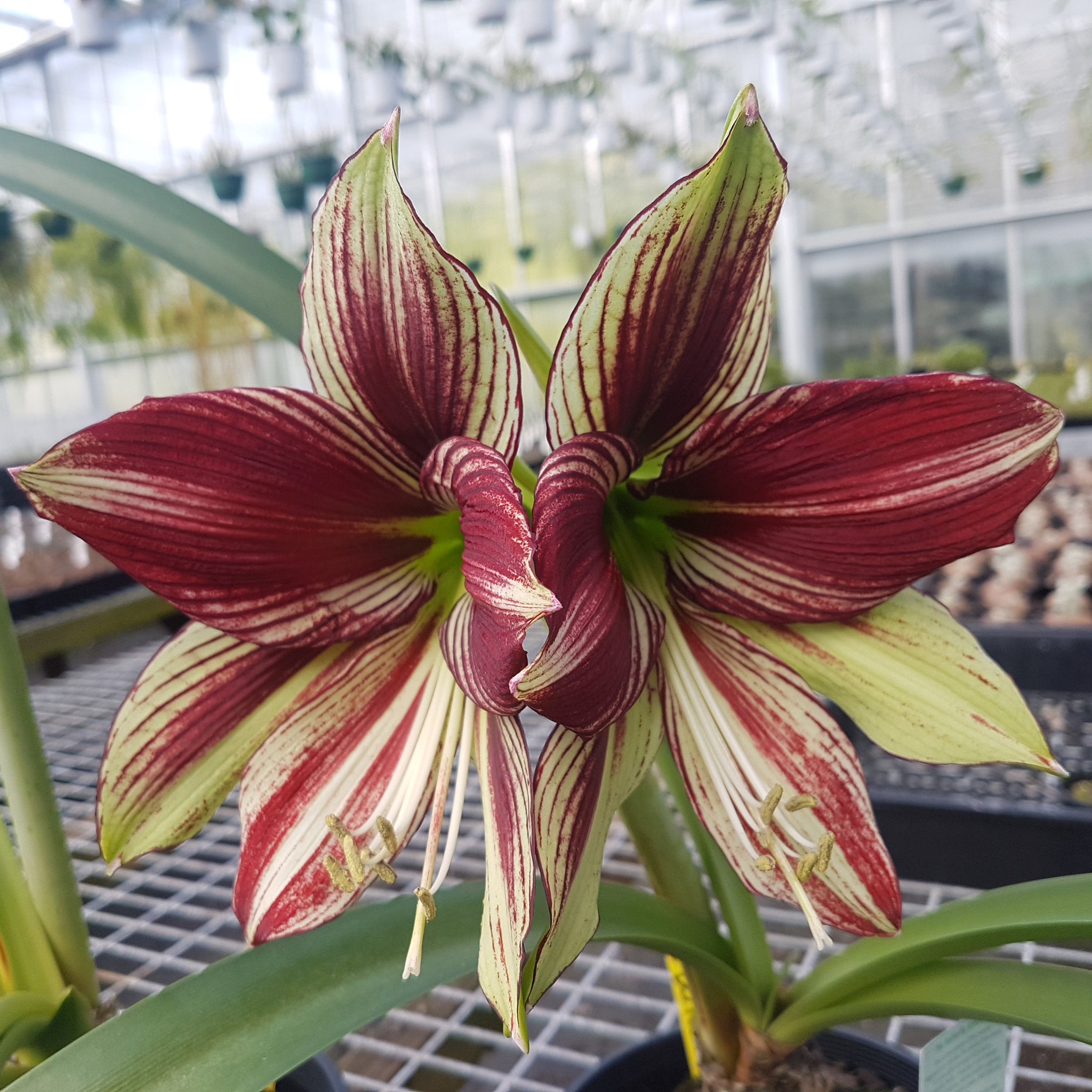 Hippeastrum papilio 'Paradisian Red'