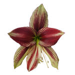 Hippeastrum papilio 'Paradisian Red'