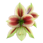 Hippeastrum papilio