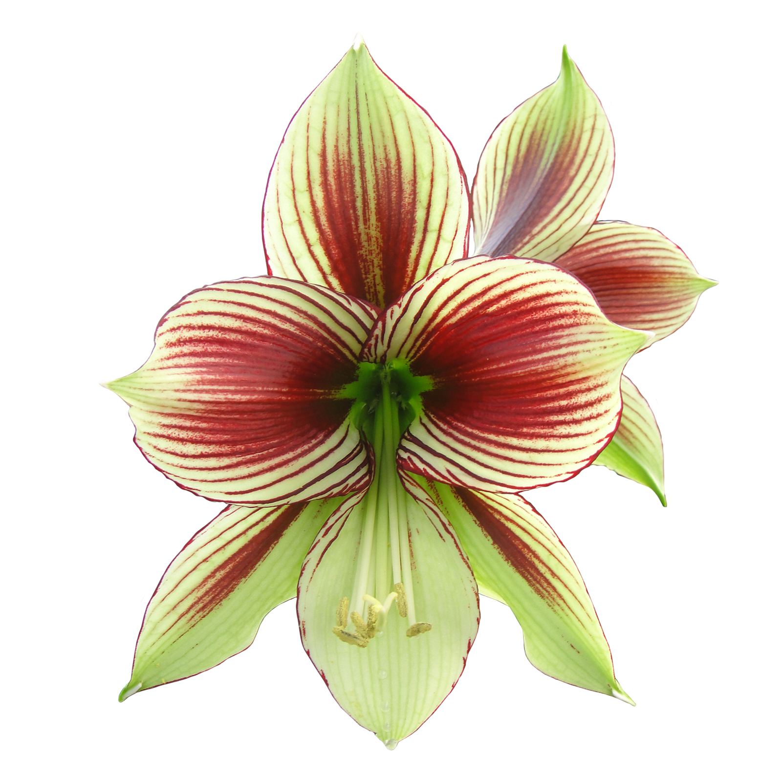 Hippeastrum papilio