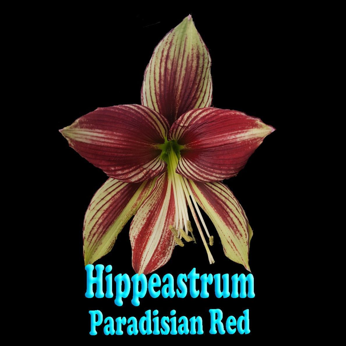 Hippeastrum papilio 'Paradisian Red'