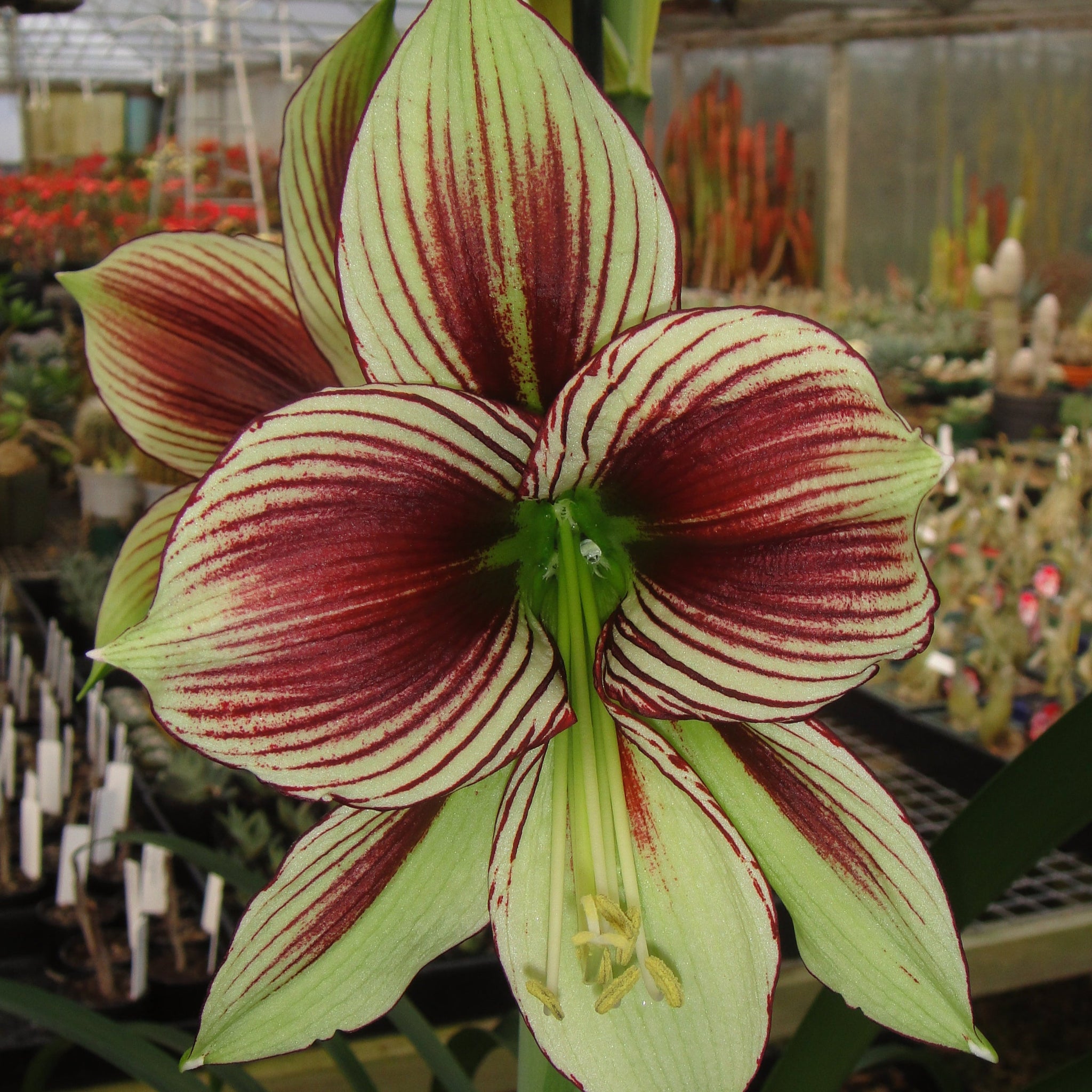 Hippeastrum papilio