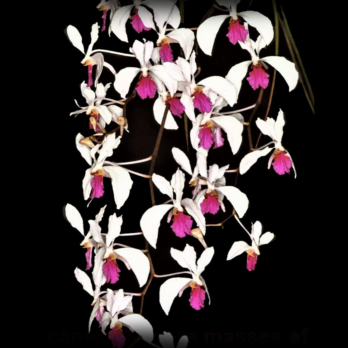Holcoglossum kimballianum (Bare Rooted)
