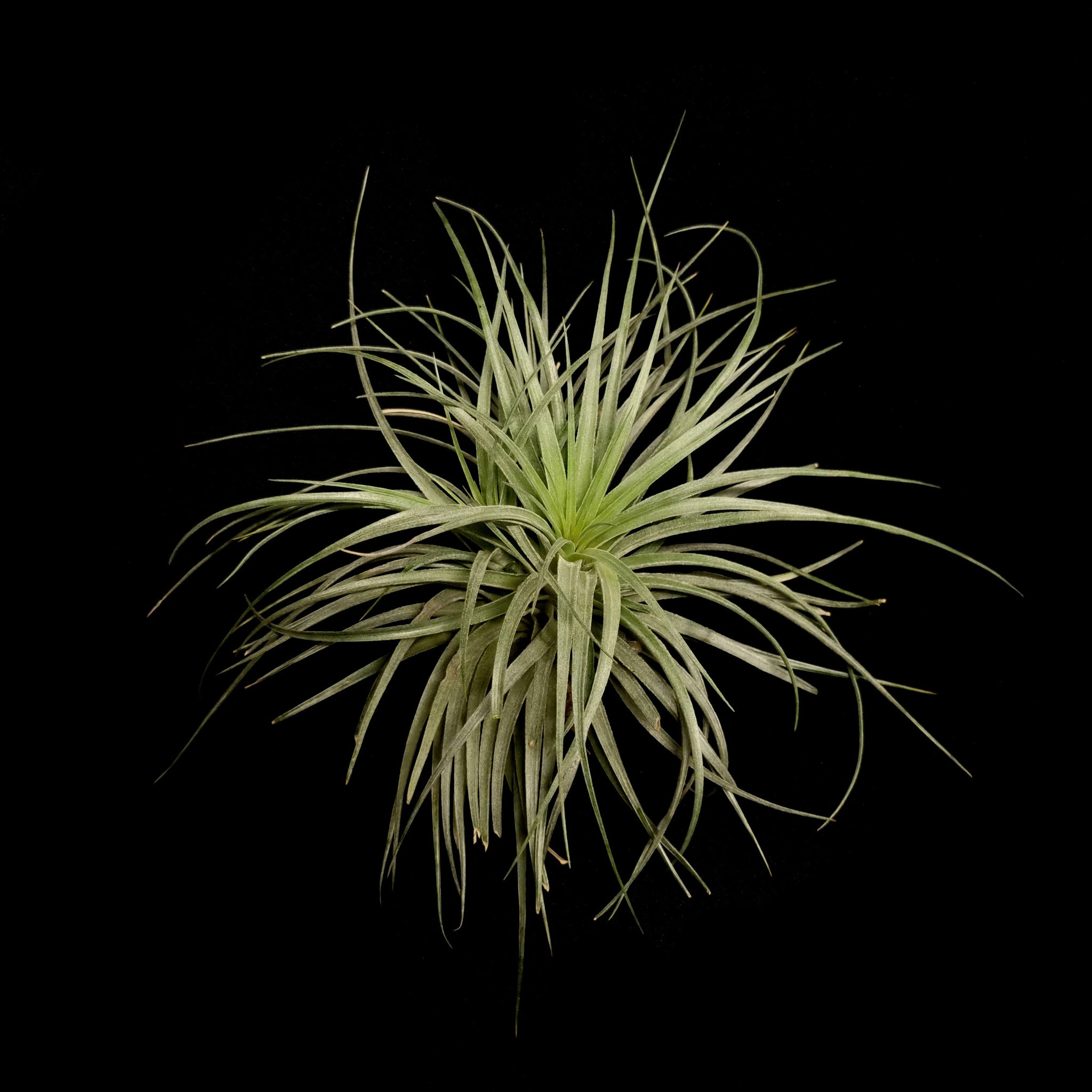 Tillandsia Houston