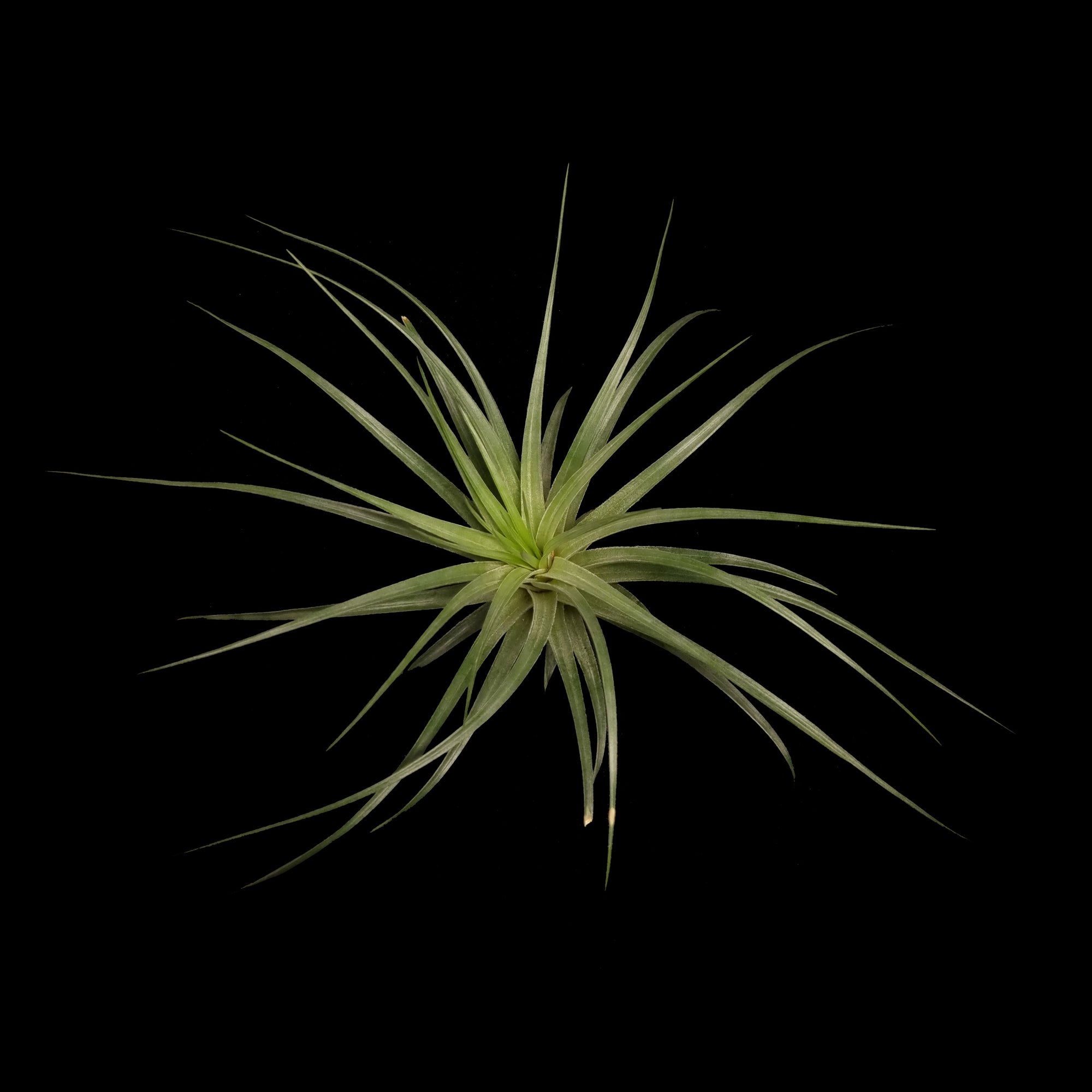 Tillandsia Houston