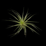 Tillandsia Houston x 10 (mature plants)