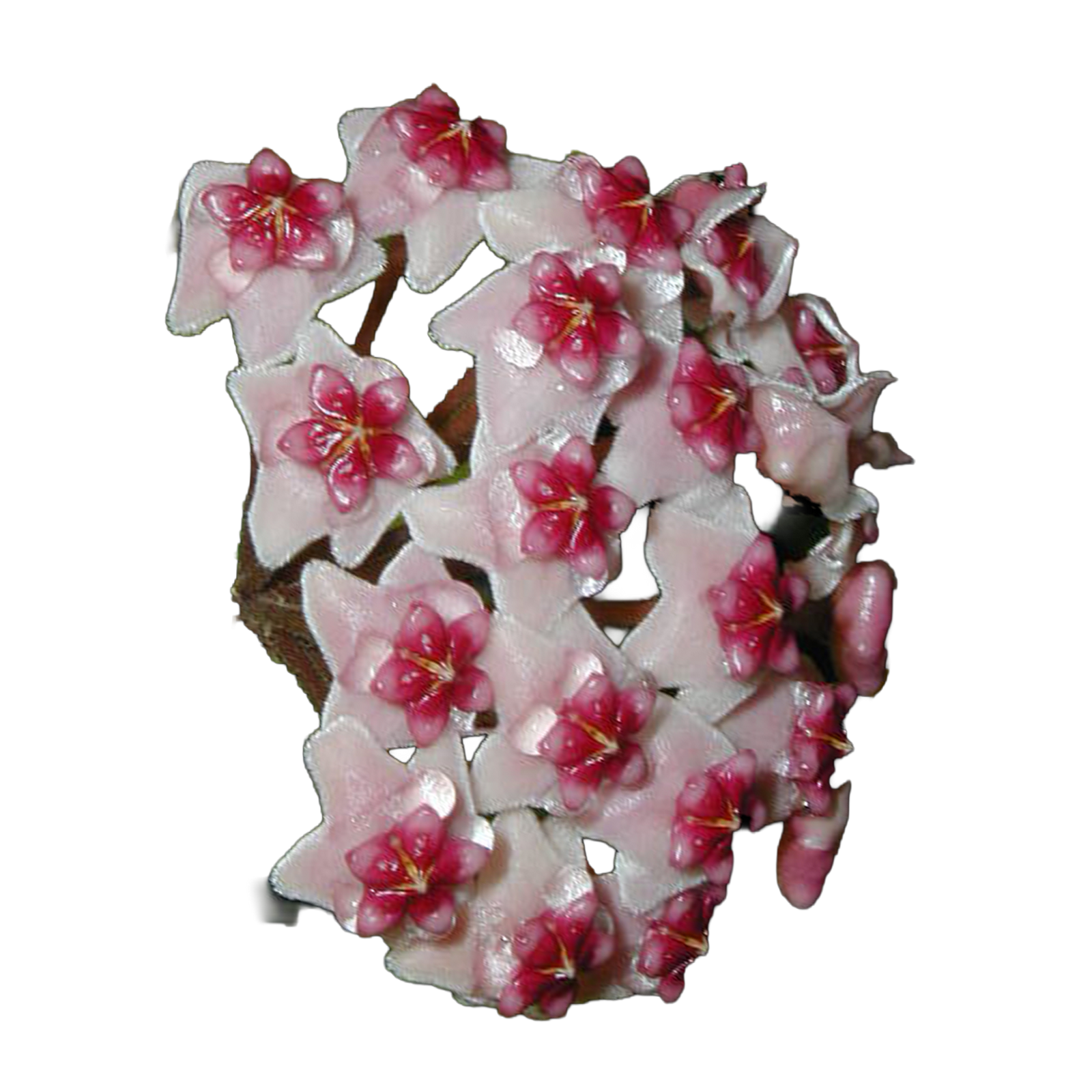 Hoya obovata