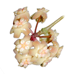 Hoya merrillii flowers – close-up of glossy pale peach star-shaped blooms with soft pink tones in a rounded cluster