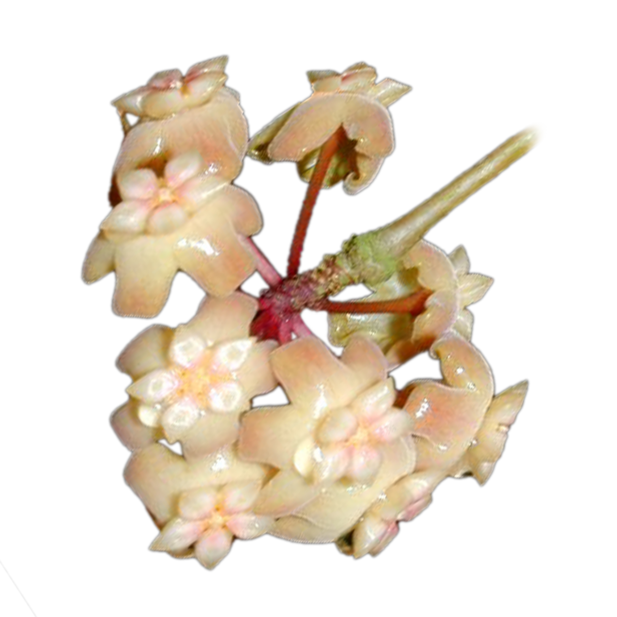 Hoya merrillii flowers – close-up of glossy pale peach star-shaped blooms with soft pink tones in a rounded cluster