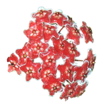 Hoya 'Green Exotica'