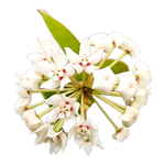 Hoya australis ‘Compacta’ plant with white star-shaped flowers, pink centres and compact green leave