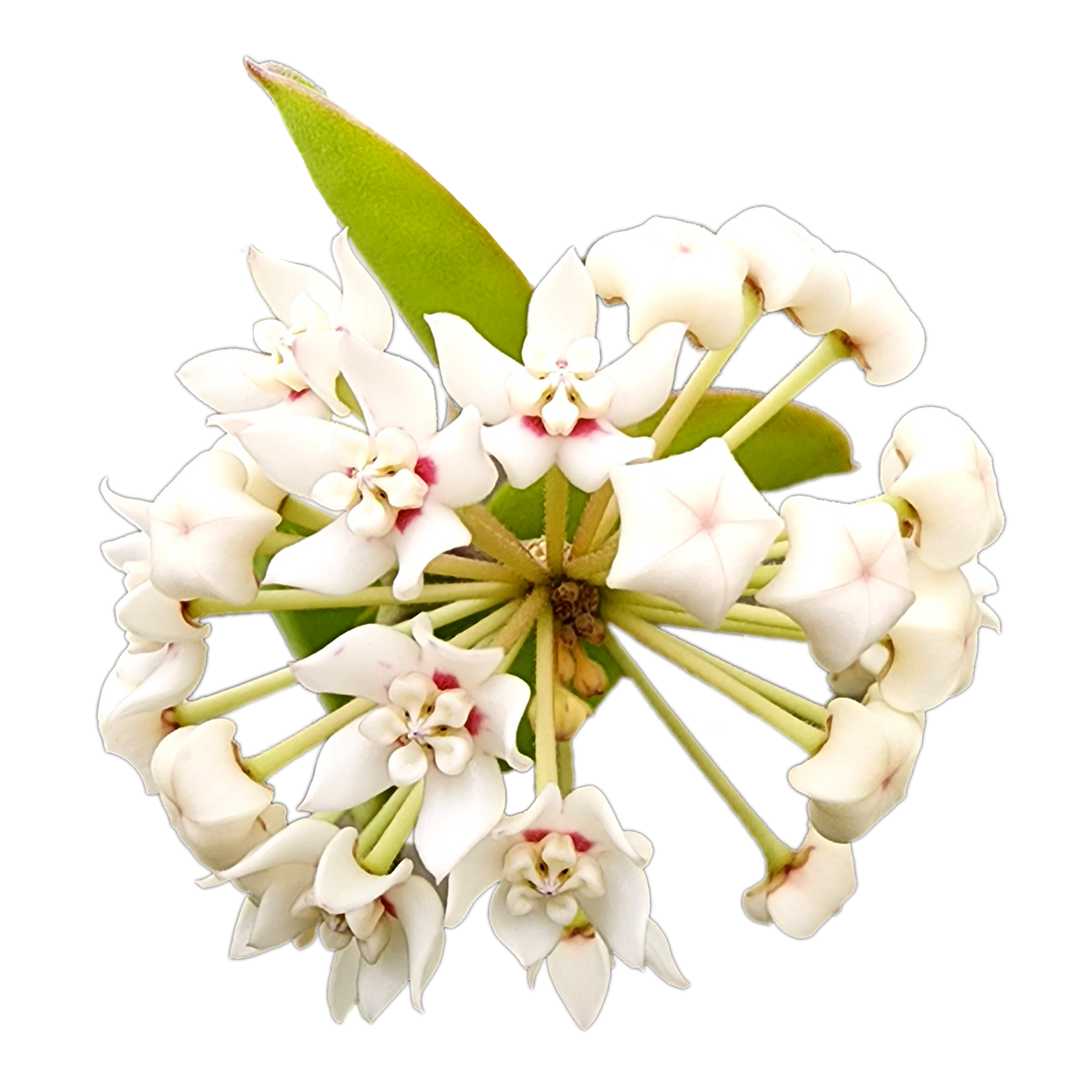 Hoya australis ‘Compacta’ plant with white star-shaped flowers, pink centres and compact green leave