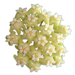 Hoya potsii flowers – close-up of glossy pale yellow star-shaped blooms with cream centres in a full rounded cluster