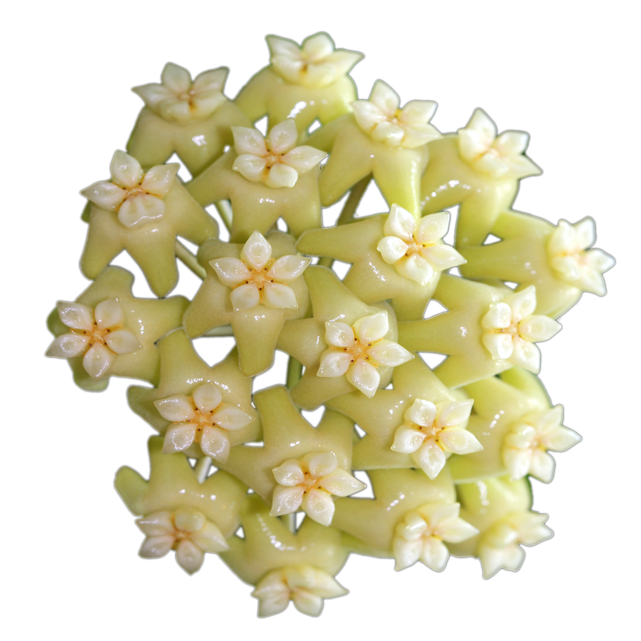 Hoya potsii flowers – close-up of glossy pale yellow star-shaped blooms with cream centres in a full rounded cluster