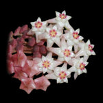 Hoya acuta ‘Pink’ flowers – close-up of soft white and pale pink star-shaped blooms with yellow and rosy-pink centres