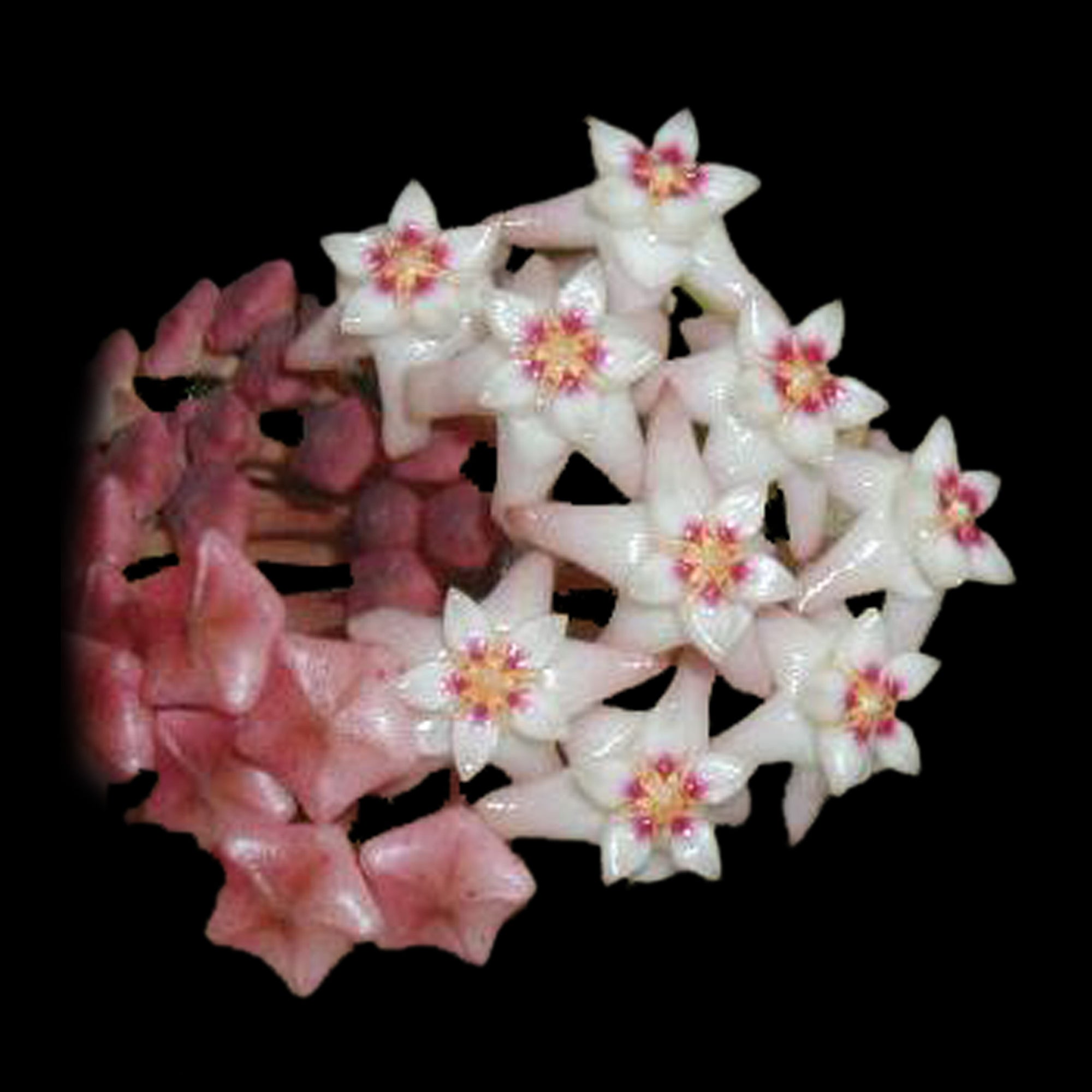 Hoya acuta ‘Pink’ flowers – close-up of soft white and pale pink star-shaped blooms with yellow and rosy-pink centres
