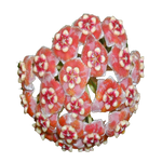 Hoya meliflua - H058