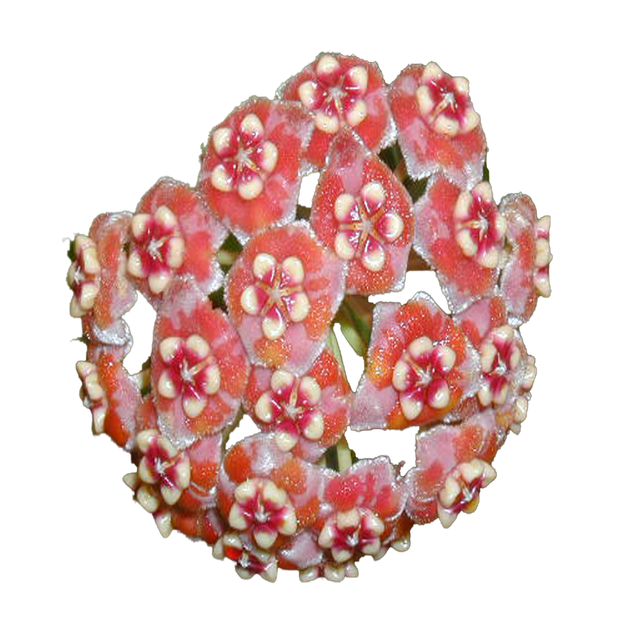 Hoya meliflua - H058