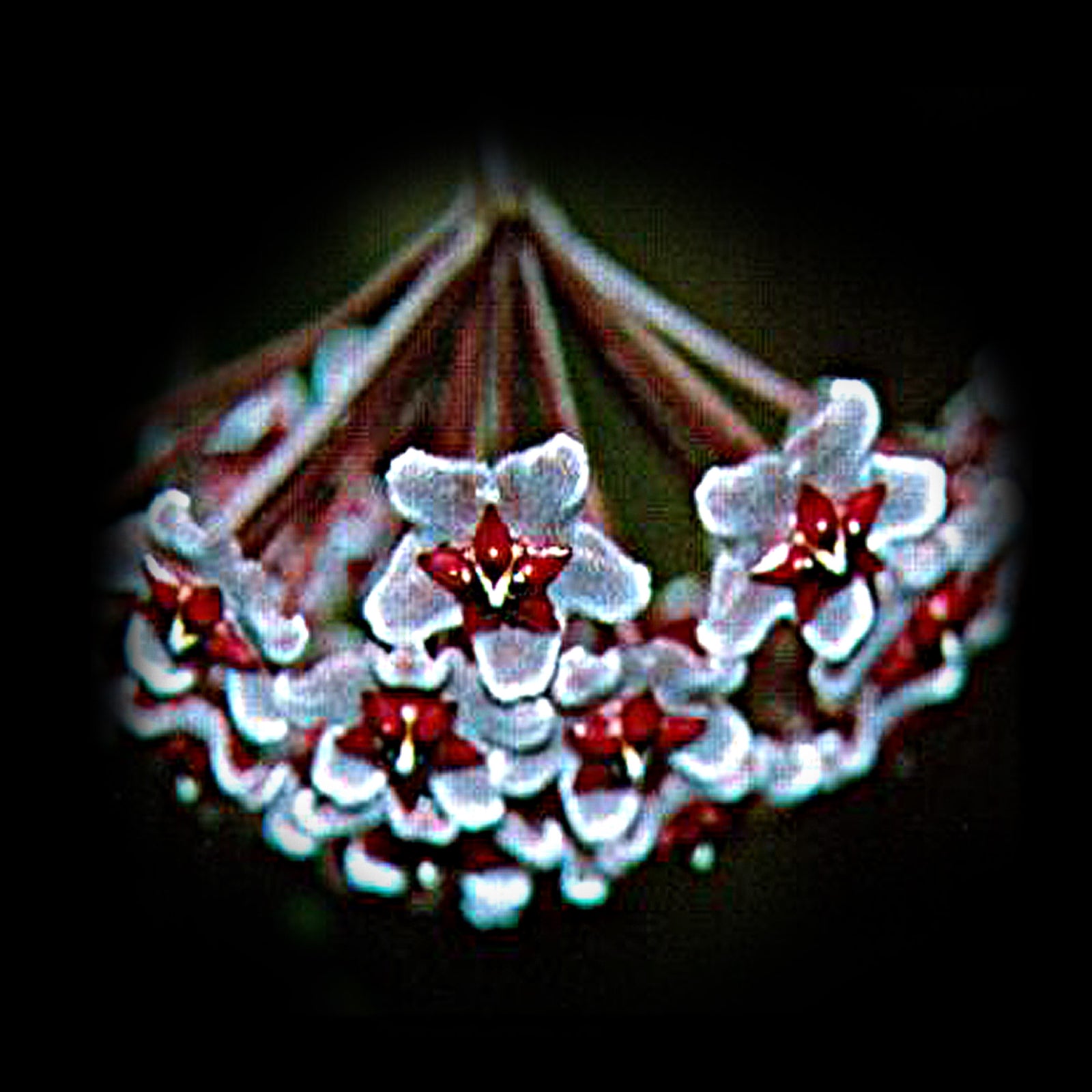 Hoya pubicalyx 'Red Buttons'