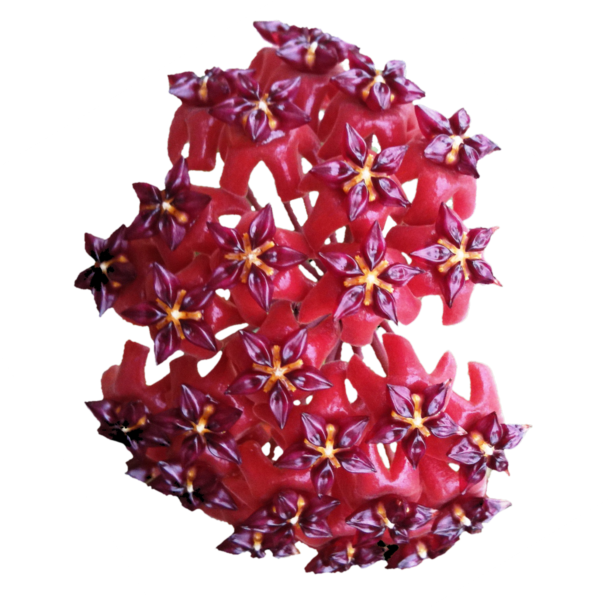 Hoya bordenii flowers – close-up of deep red and burgundy glossy star-shaped blooms with dark maroon centres and yellow highlights