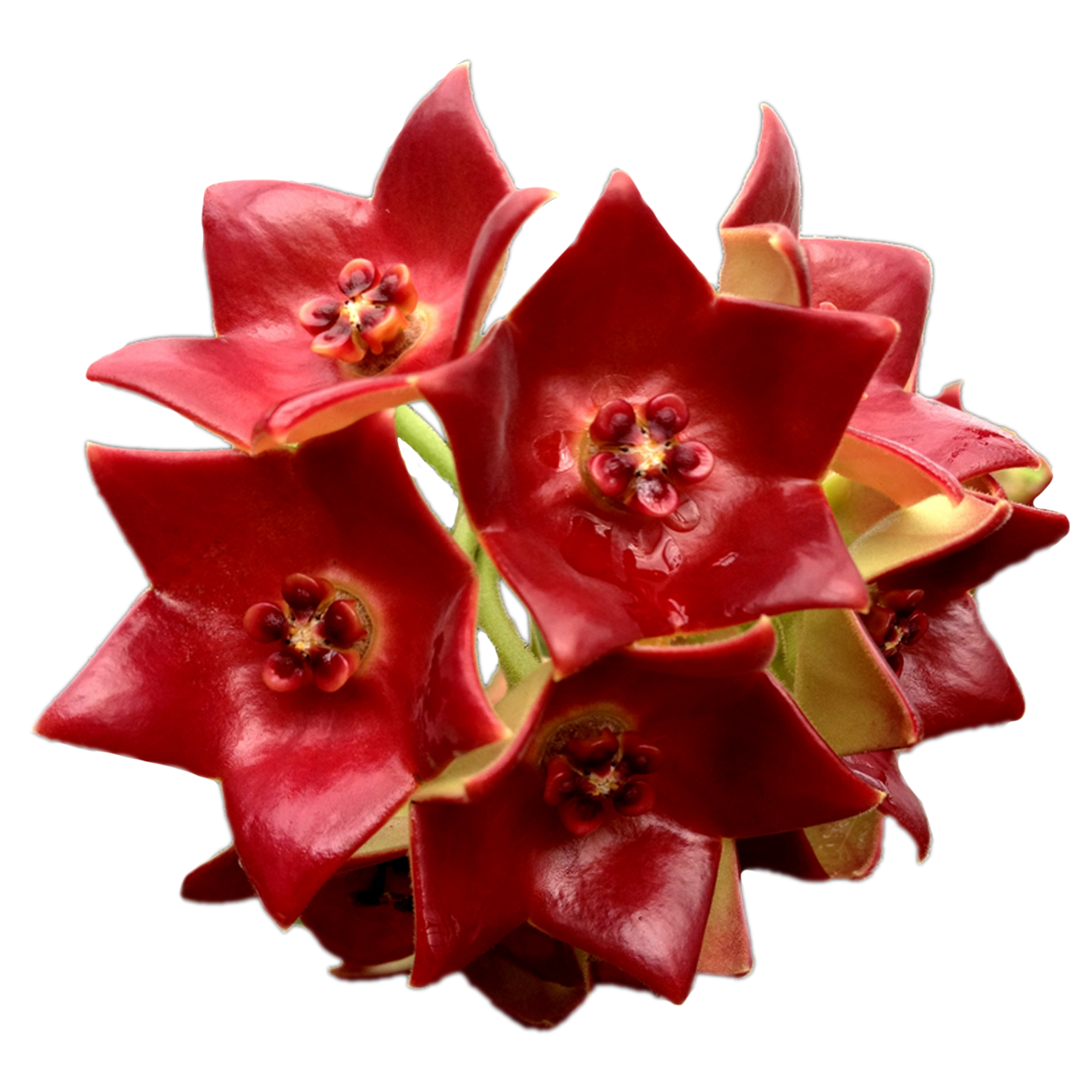 Hoya sussuela flowers – close-up of glossy deep red star-shaped blooms in a tight rounded cluster