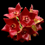 Hoya sussuela flowers – close-up of glossy deep red star-shaped blooms in a tight rounded cluster