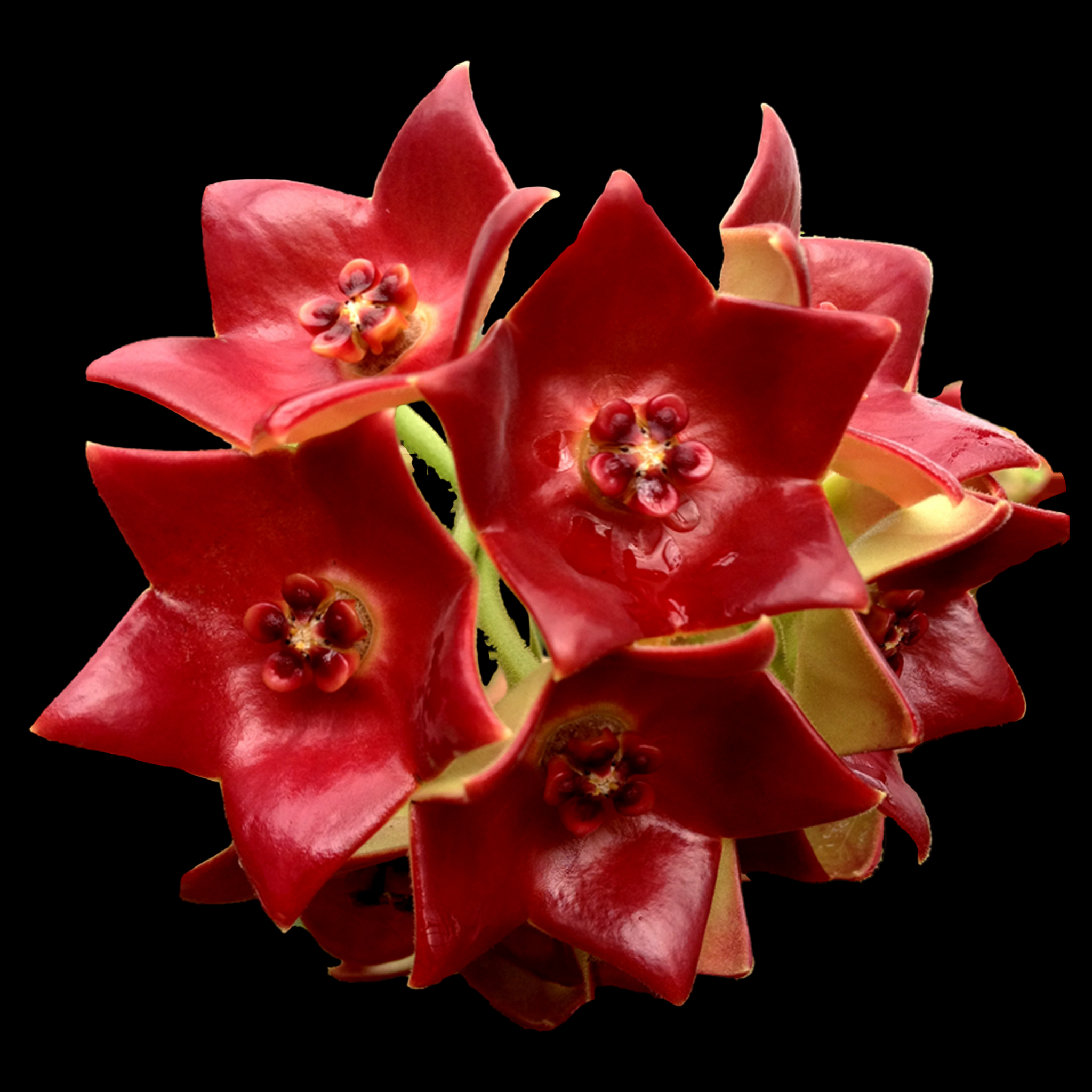 Hoya sussuela flowers – close-up of glossy deep red star-shaped blooms in a tight rounded cluster