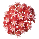 Hoya ilagiorum flowers – close-up of glossy deep pink to red star-shaped blooms with pale pink centres in a rounded cluster