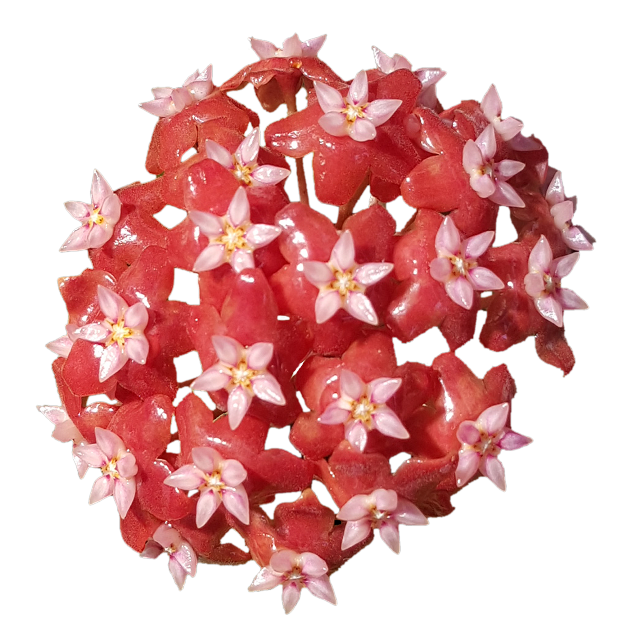 Hoya ilagiorum flowers – close-up of glossy deep pink to red star-shaped blooms with pale pink centres in a rounded cluster