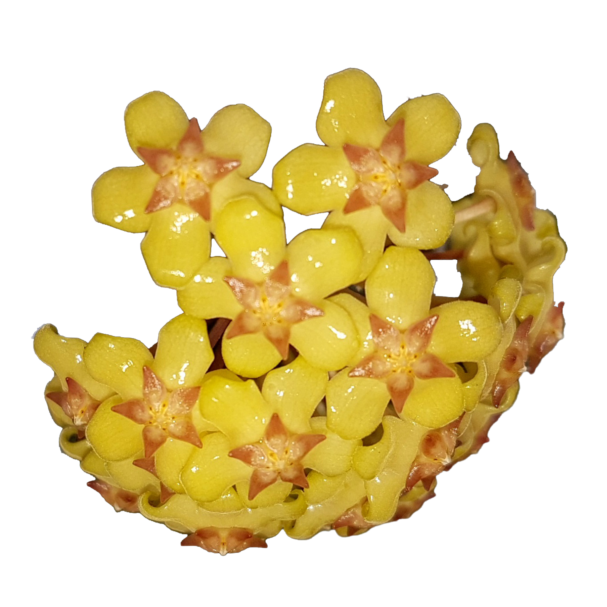 Hoya fusco marginata - H102