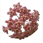 Hoya species ‘Pink’ flowers – close-up of soft pink fuzzy star-shaped blooms with creamy centres in a full rounded cluster