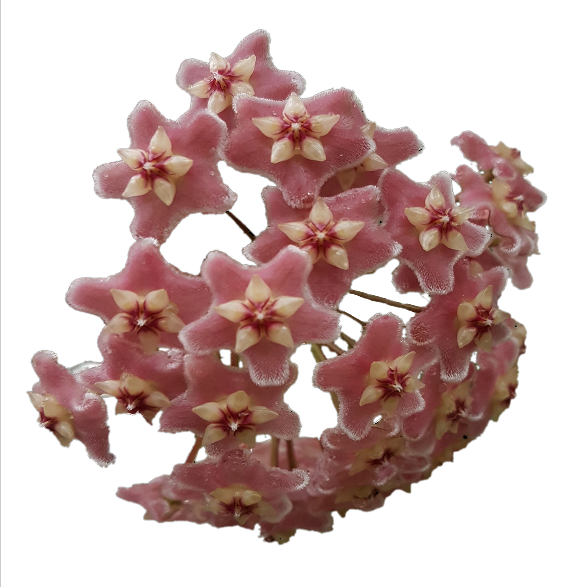 Hoya species ‘Pink’ flowers – close-up of soft pink fuzzy star-shaped blooms with creamy centres in a full rounded cluster