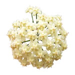 Hoya celata - H107