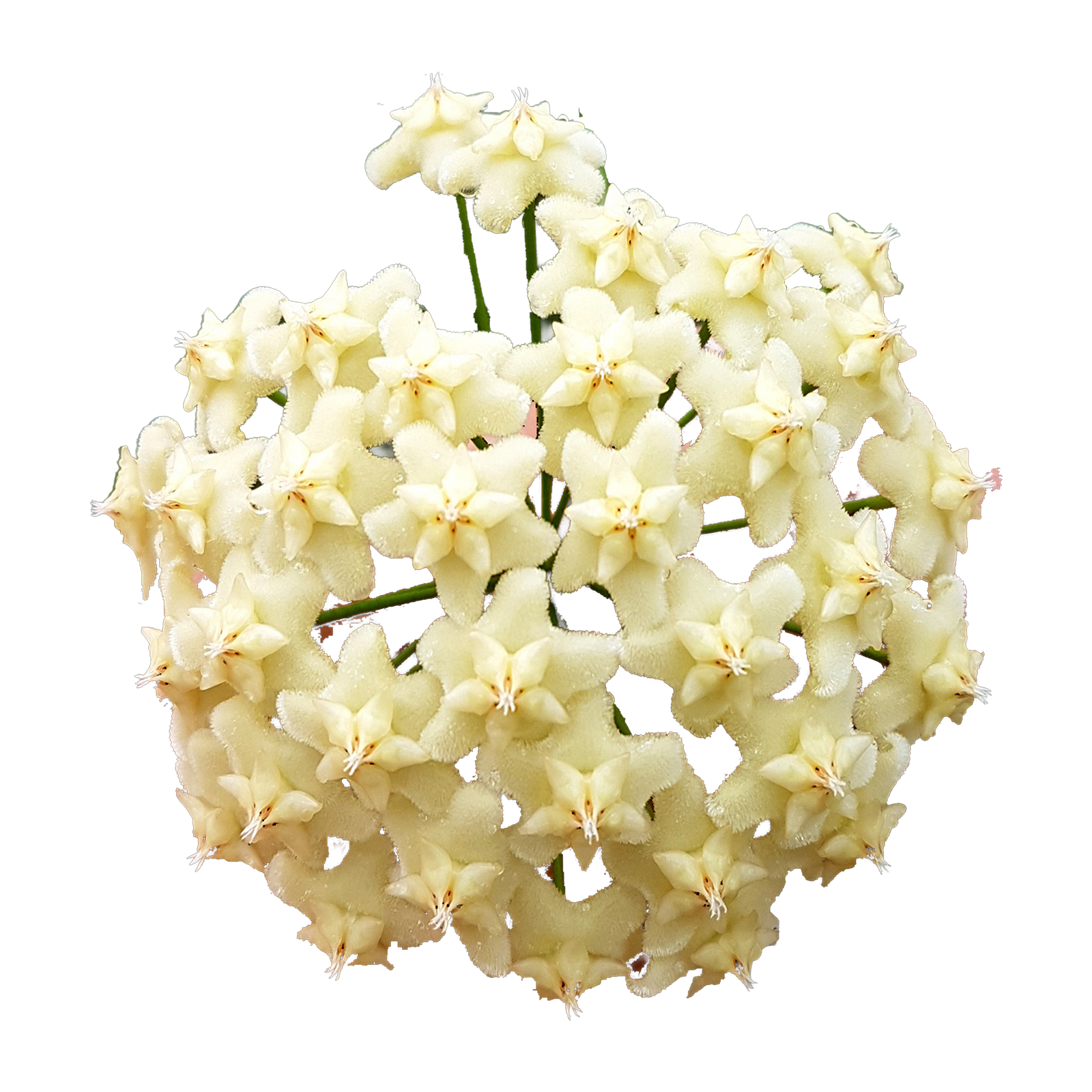 Hoya celata