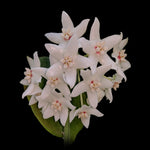 Close-up of Hoya albiflora white star-shaped flowers in bloom – Collectors Online