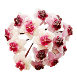 Hoya obovata 'Chimera' - H124