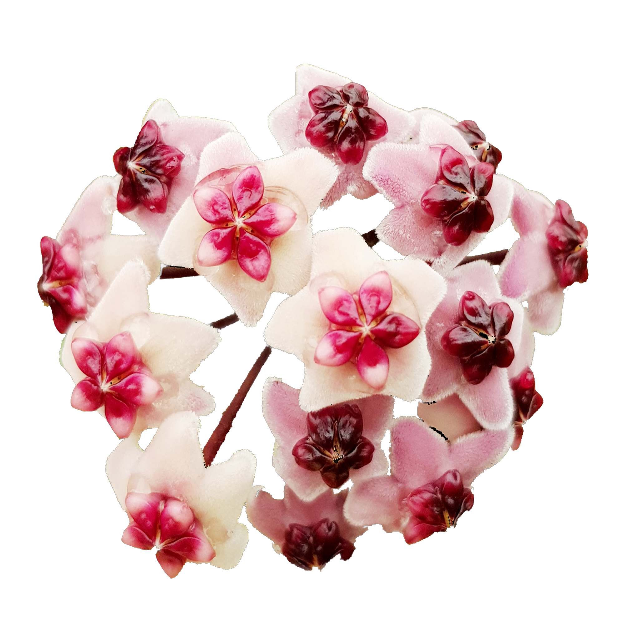 Hoya obovata 'Chimera' - H124