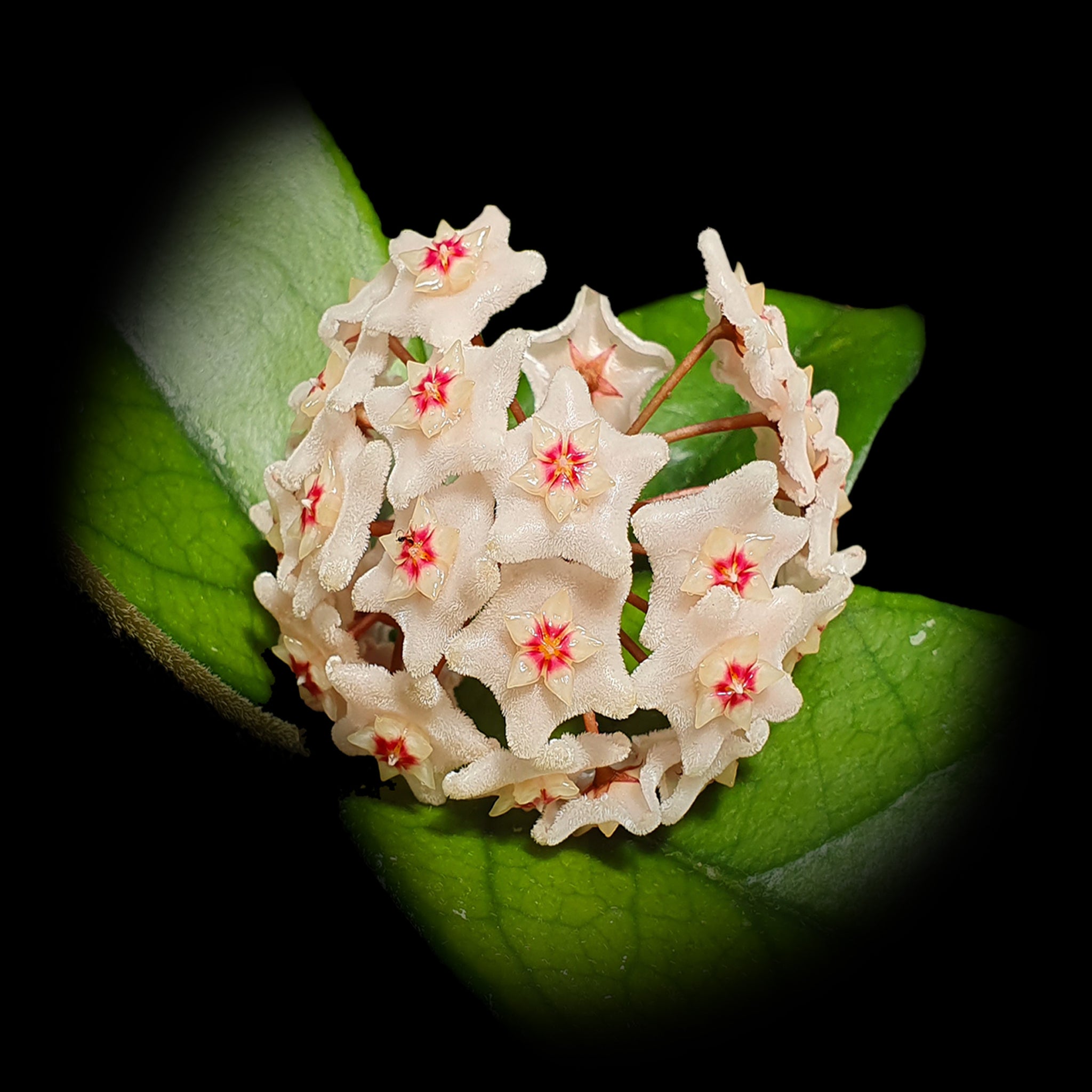 Hoya dasyantha plant with cream fuzzy flowers and bright red-yellow centres against thick veined green leaves