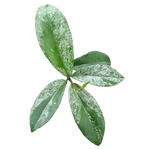 Hoya Species Pink 'Splash'