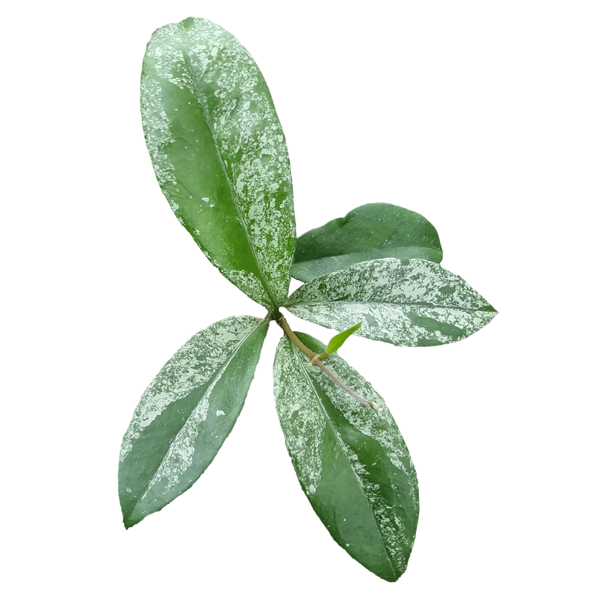 Hoya Species Pink 'Splash'