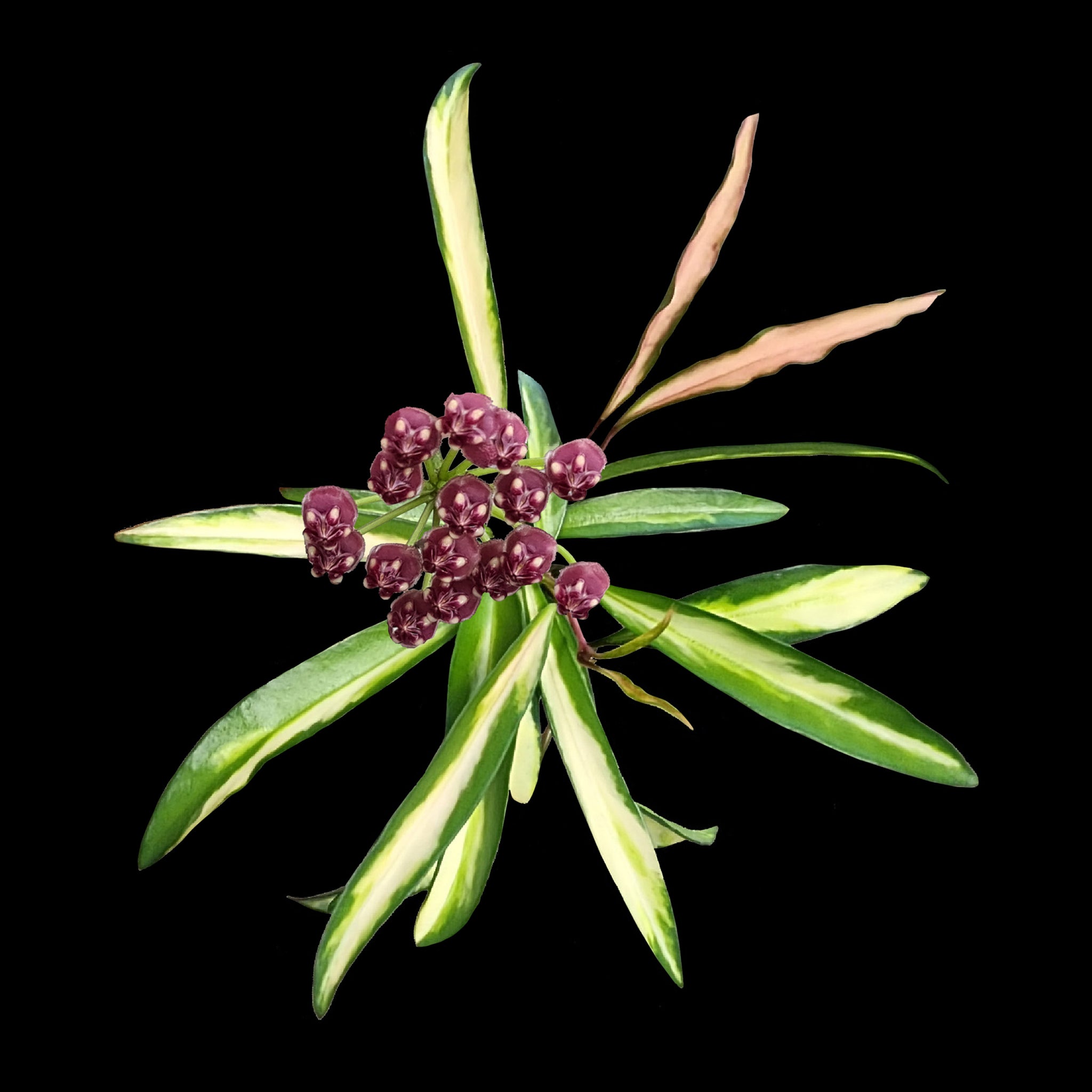 Hoya wayetii 'Variegata' - full pots - 4-5 plante per ghiveci Hoya wayetii 'Variegata' - full pots - 4-5 plante per ghiveci