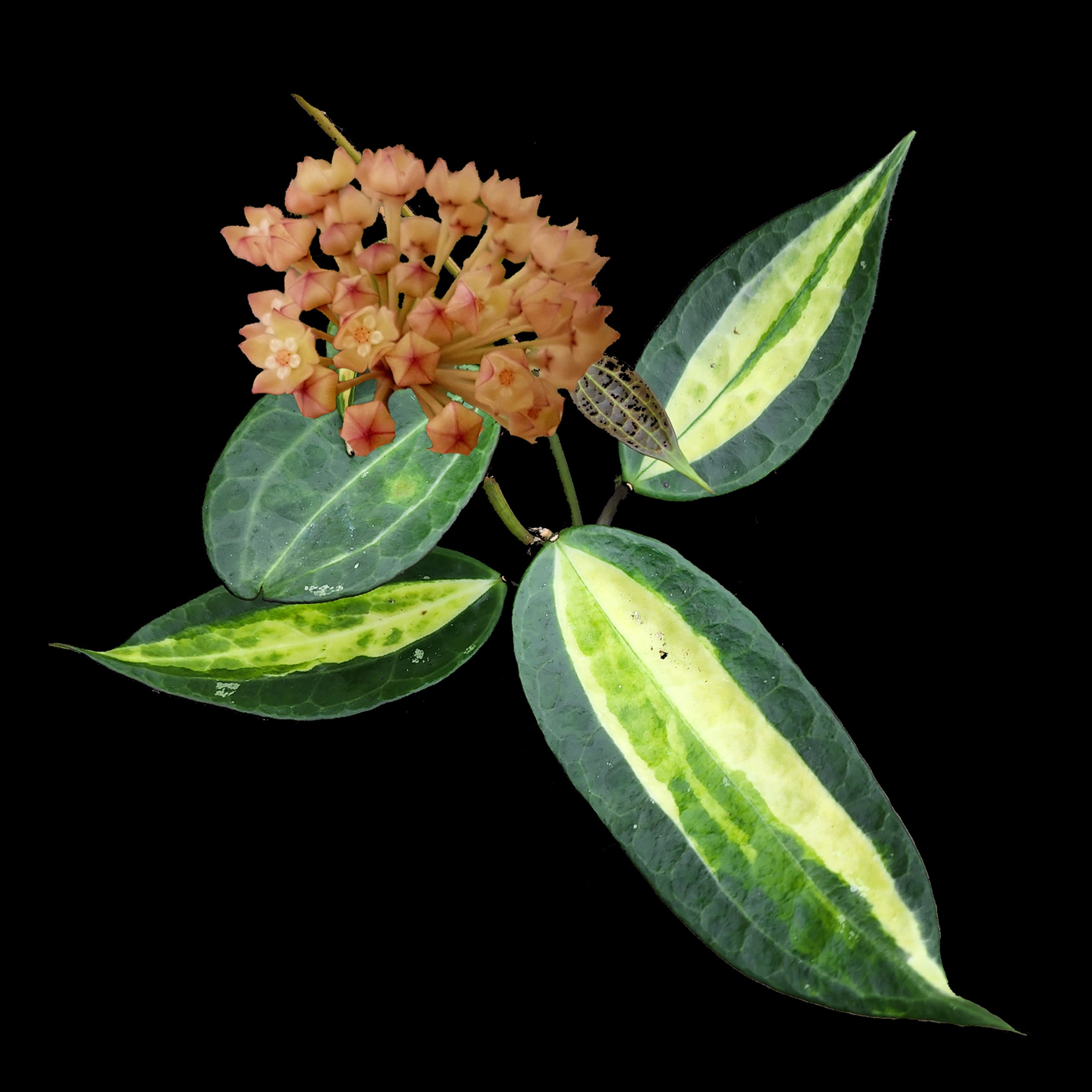 Hoya macrophylla Hoya macrophylla 'Pot of Gold' – Variegated