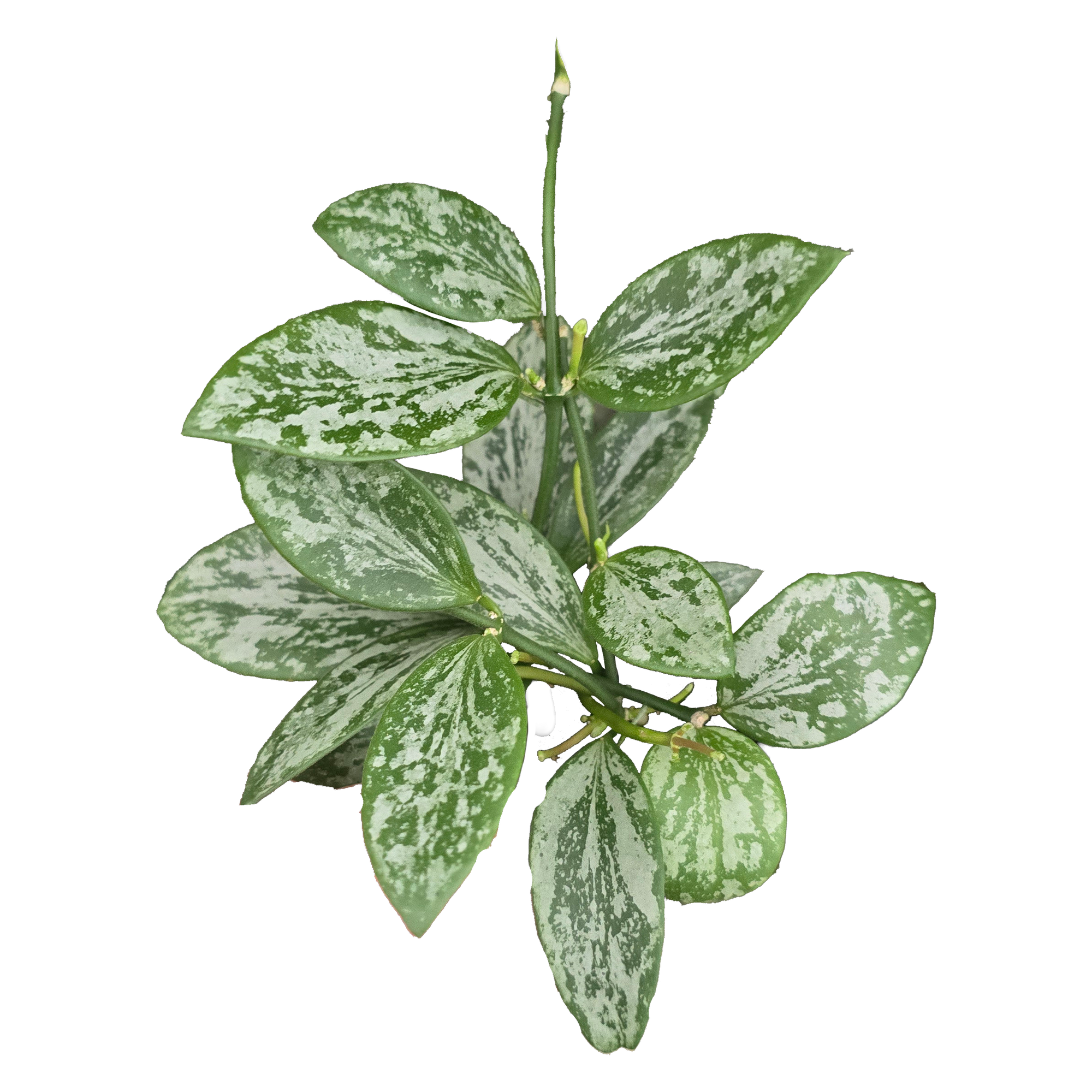 Hoya collina 'Silver Splash' - H236