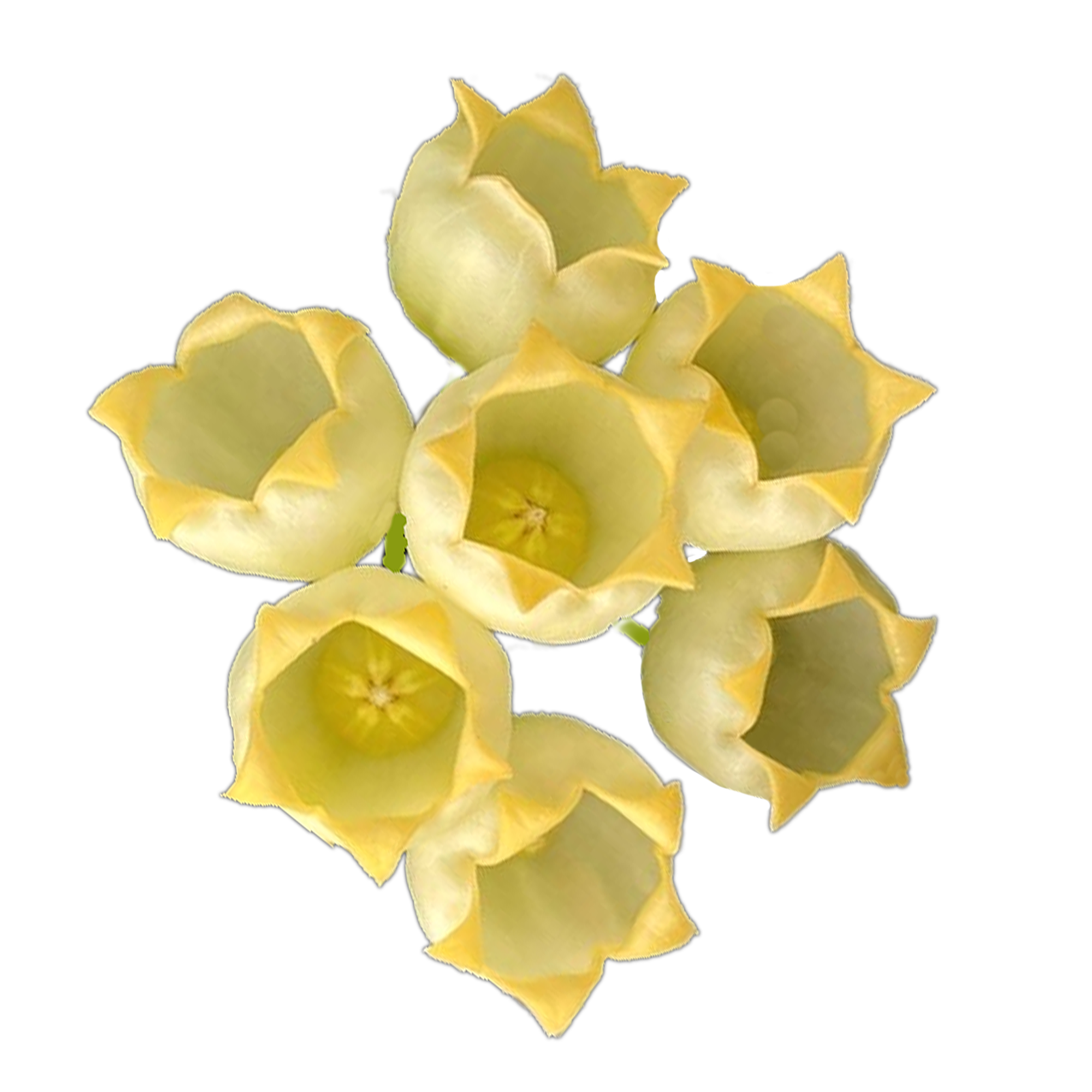 Hoya inflata - H249
